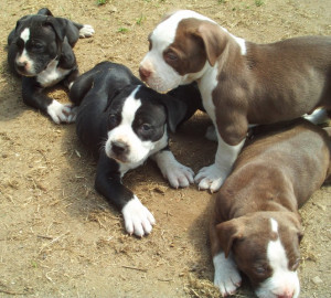 lab rottweiler pit bull