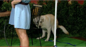 the handsome golden lab who pooped on stage during Beth Ostrosky Stern ...