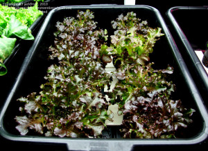 PlantFiles Picture 4 of Lettuce Loose Leaf Lettuce 39 Red Salad Bowl