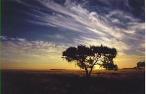 Hippo Credited Profilenamibia