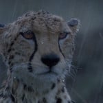 funny-gifs-animals-cheetah-rain-sadness-150x150.gif