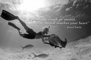 My Favorite Steve Irwin Quote