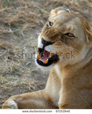 Lioness Looking Up A lioness lying down looking