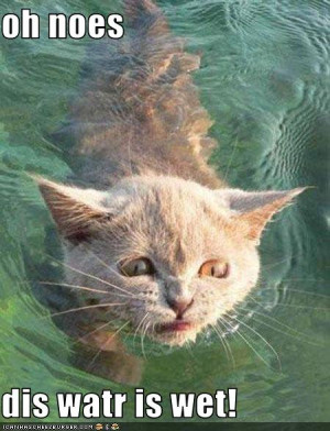 funny pictures cat dislikes wet water