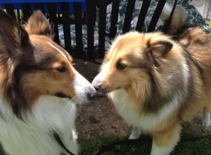 Eskimo Kisses Dogs Eskimo kisses!