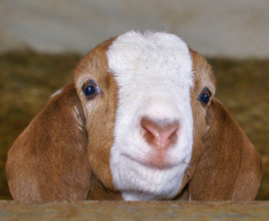 groovy blog in which quotes live on goats