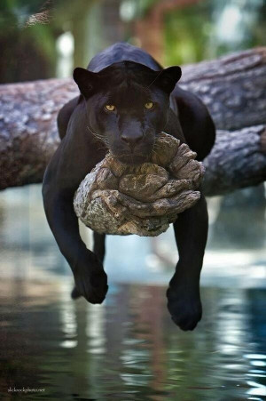 Black Panther in Beautiful Animals