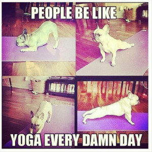 funny yoga dog