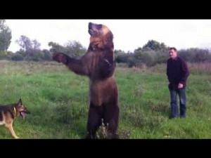 Whoa, who knew that bears were capable of that? Does that make me any ...