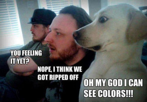 funny-picture-men-dog-tripping-colors