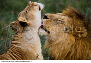 Lion cuddles up to lioness [V04-694894] > Stock Photos | Royalty ...