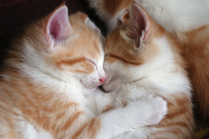 Hugging each other to sleep #animalbffs