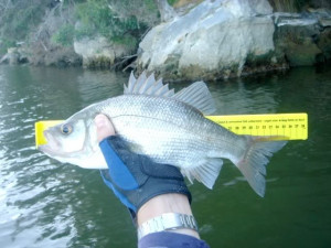 Australian Kayak Fishing Forum