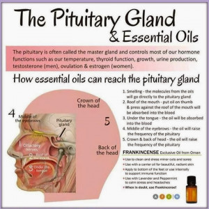 The Pituitary Gland and Essential Oils
