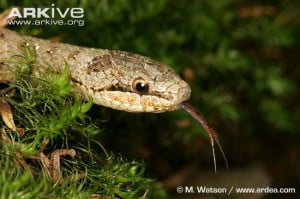 Smooth Snake With Forked Tongue Extended picture