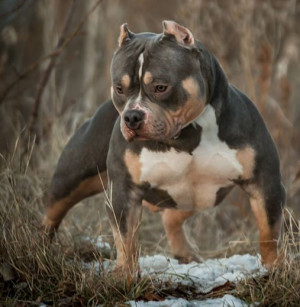 American Bully Breed