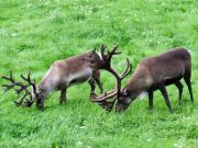 reindeer games animals fur christmas grass deer xmas antlers