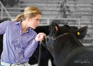 livestock showman...it is true! They keep calm of you blow in their ...