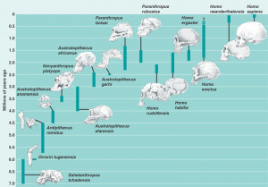 Even the Homo lineage goes back to over 3.5 million years now, before ...