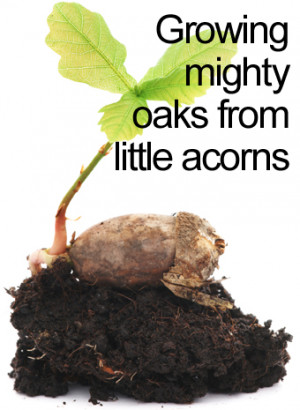Mighty oaks from little acorns