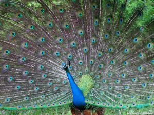 Beautiful Peacock dancing wallpapers