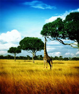 Giraffe Sydney
