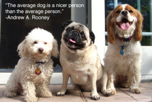 ... Average Dog Is A Nicer Person Than The Average Person - Animal Quote
