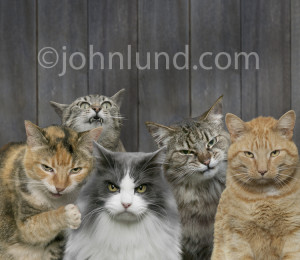 Funny picture of five angry cats looking mean while standing in front ...