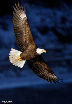 eagle American Bald, Wildlife Photography, Majest Bald, The Eagles ...