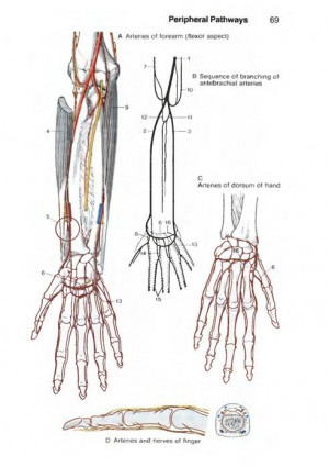Search Results for: Radial Artery Anatomy