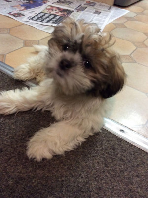 shih tzu puppies £ 395 posted 3 months ago for sale dogs shih tzu ...