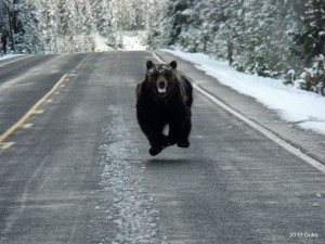 Bear chase or not, I just don't want to be nicked up. Being healthy is ...