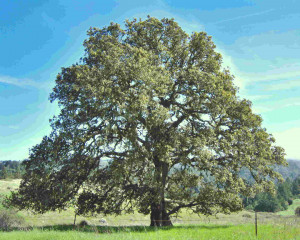 Oak, the axis mundi