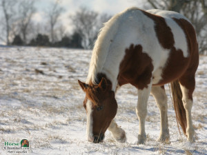 Two Icelandic Horses Winter