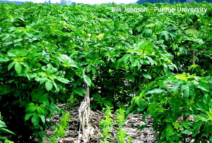 soybeans_giant-ragweed-purdue-university.jpg