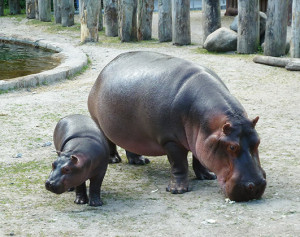 hippo-pictures-cute-hippo-and-mother.jpg