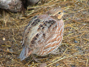 Bobwhite Quail Female Female bobwhite quail by