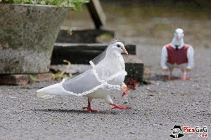 Pigeon Wedding Cute Funny Picture Which is Humorous and These Funny ...