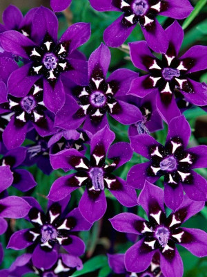Purple flowers via www.Facebook.com/PurpleIsWho