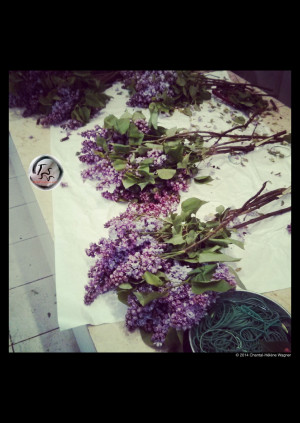 Lilacs & Elastic Bands ~ Lilas et élastiques © 2014 Chantal-Hélène ...