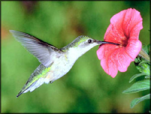 inspirational-stories-hummingbird-nectar-flower.jpg