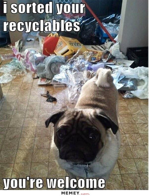 funny messy pug dog