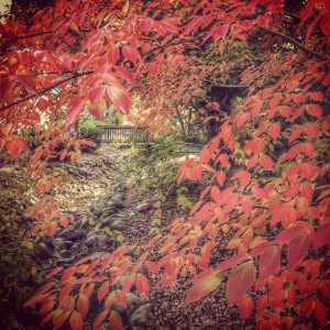 Fall colors!