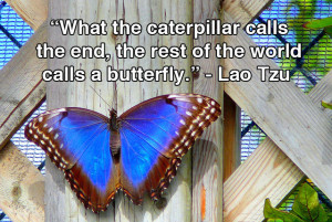 What the caterpillar calls the end, the rest of the world calls a ...