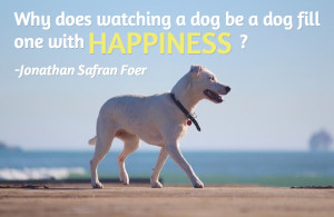 loves their dog here are 25 famous dog quotes about what makes dogs ...