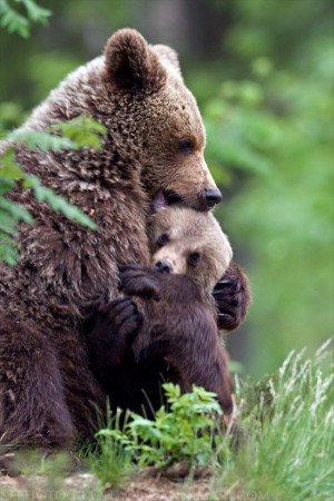 mama bear is hugging her cub