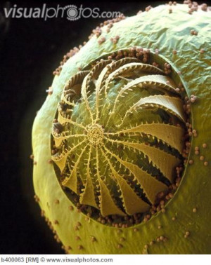 Colored SEM of moss (funaria sp) spore capsule: Macromicro, Polymer ...
