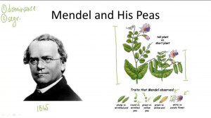 Mendelian Genetics - Overview