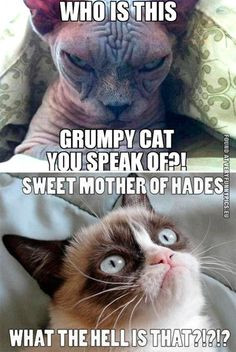 Grumpy Cat Quotes | Grumpy Cat meets his bane