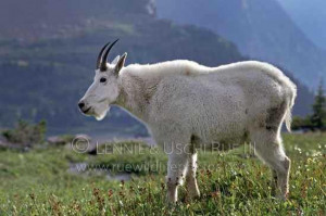Male-Mountain-goats-are-also-known-as-Billy-goats.-These-goats-are ...